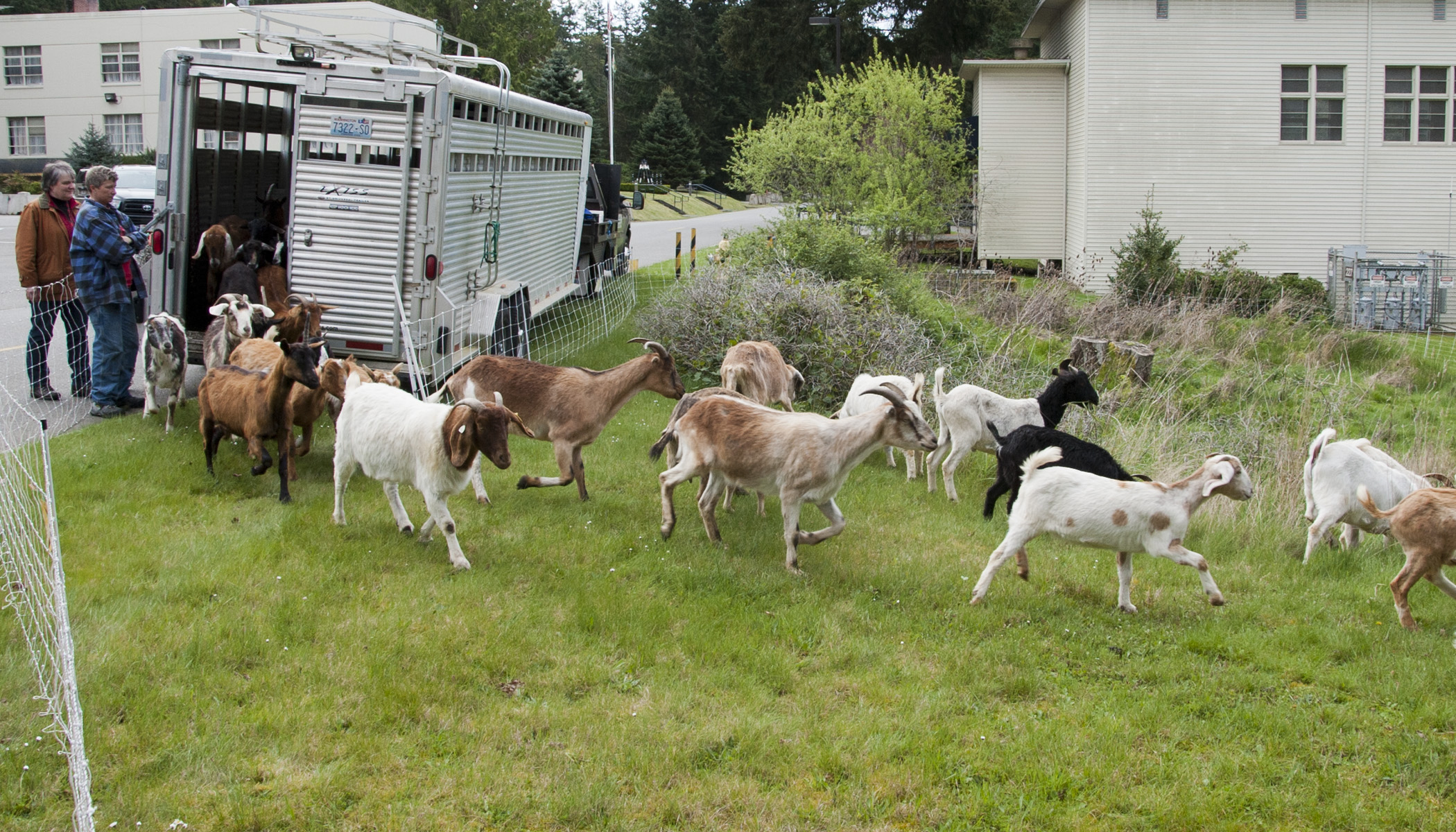 Northwest Base Goes Green with Goats | Homeport Northwest